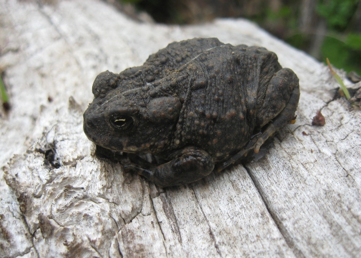 California Toad